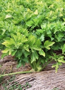 オランダミツバ属 Corvet Photo Agency