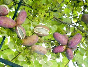 アケビ蔓5k アケビ - 日光植物園 - Akebia quinata