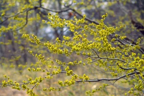 クロモジ属 | Corvet Photo Agency