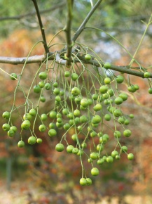 センダン科 Corvet Photo Agency