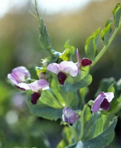 エンドウ属 Corvet Photo Agency