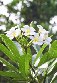 Plumeria | Corvet Photo Agency