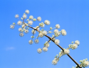 タラノキ属 Corvet Photo Agency