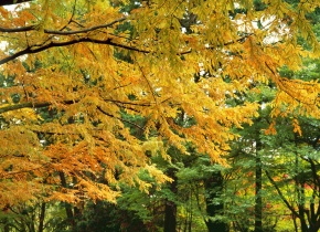 セコイア属 | Corvet Photo Agency