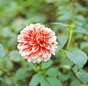 Dahlia | Corvet Photo Agency