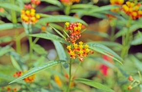 トウワタ属 Corvet Photo Agency