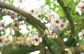 アケビ属 | Corvet Photo Agency