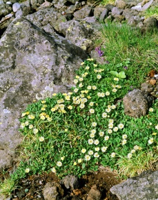 チョウノスケソウ属 Corvet Photo Agency