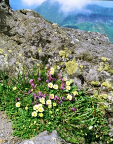 チョウノスケソウ属 Corvet Photo Agency