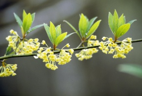 クロモジ属 | Corvet Photo Agency