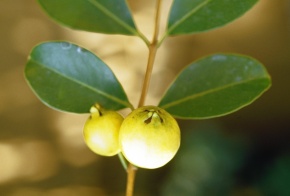 バンジロウ属 Corvet Photo Agency