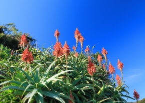 キダチアロエ　確認用 キダチアロエ（木立アロエ）7号鉢植え の通販 | 園芸ネット