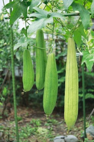 ヘチマ | Corvet Photo Agency