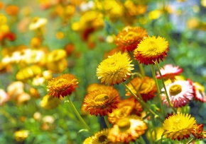Helichrysum | Corvet Photo Agency