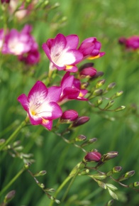 フリージア属 | Corvet Photo Agency