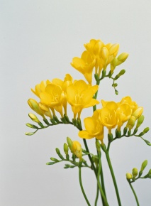 フリージア属 | Corvet Photo Agency