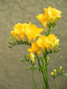 フリージア属 | Corvet Photo Agency