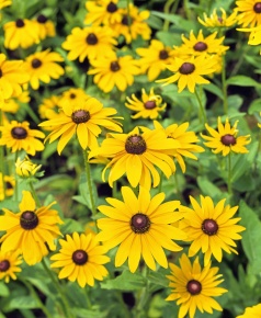 キク目 Corvet Photo Agency