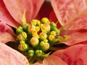 Euphorbia | Corvet Photo Agency Euphorbia | Corvet Photo Agency