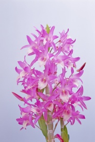 セッコク属 | Corvet Photo Agency