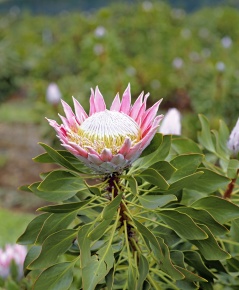 Protea | Corvet Photo Agency Protea | Corvet Photo Agency