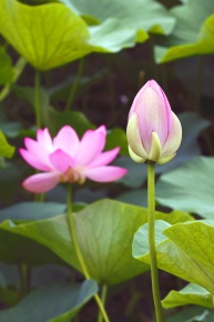 自然の風景 ハスの葉 ハスの花が見頃の小田原と大磯へ｜2025夏の朝時間 | おさるの