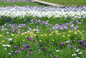 菖蒲 | Corvet Photo Agency