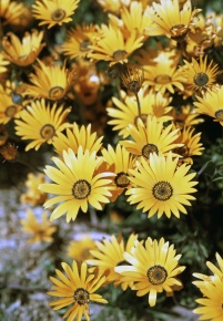 デモルフォセカ属 Corvet Photo Agency