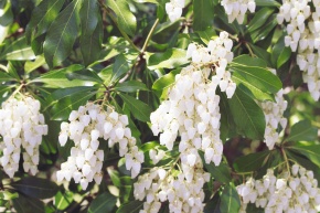 アセビ属 | Corvet Photo Agency