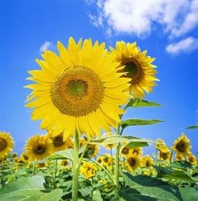 花の構造 Corvet Photo Agency 花の構造 Corvet Photo Agency