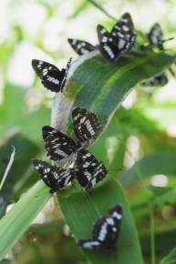 オオイチモンジ属 | Corvet Photo Agency