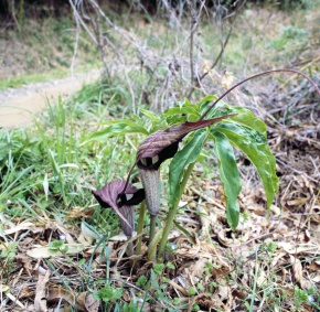 テンナンショウ属 | Corvet Photo Agency