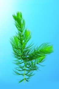 マツモ科 Corvet Photo Agency