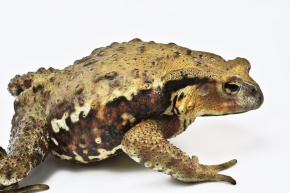 アクアプラント製　ニホンヒキガエル ヒキガエル | Corvet Photo Agency