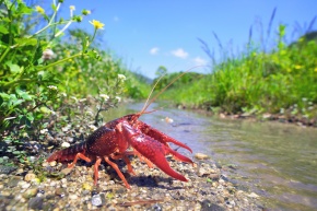 川の水質の指標生物 Corvet Photo Agency 川の水質の指標生物 Corvet Photo Agency