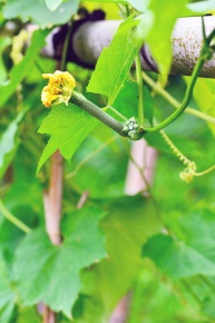 ヘチマです。 Costa Bimini Road 610 L (57-16) with Demo Lens lenses and Matte