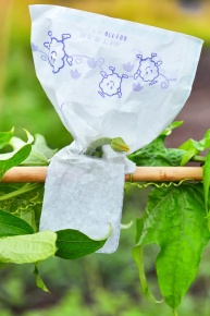 受粉実験 Corvet Photo Agency