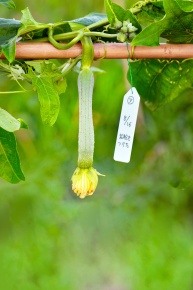 受粉実験 Corvet Photo Agency