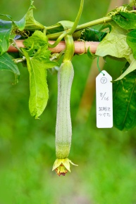 受粉実験 Corvet Photo Agency