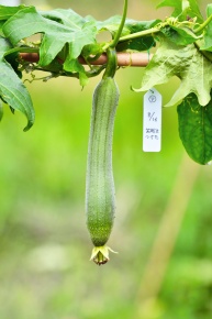 受粉実験 Corvet Photo Agency