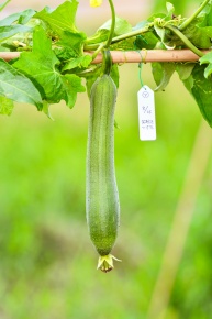 受粉実験 Corvet Photo Agency