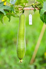 受粉実験 Corvet Photo Agency