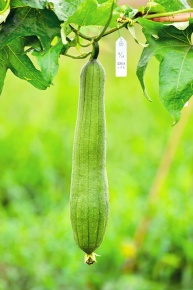 受粉実験 Corvet Photo Agency