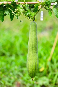 受粉実験 Corvet Photo Agency