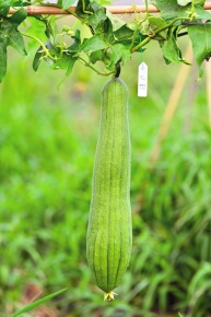 受粉実験 Corvet Photo Agency