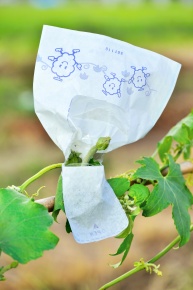 受粉実験 Corvet Photo Agency