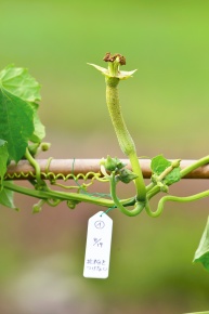 受粉実験 Corvet Photo Agency