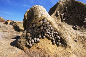 タマキビガイ科 Corvet Photo Agency