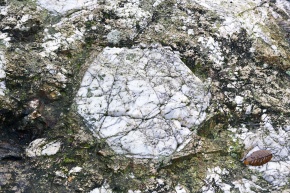 ペグマタイト | Corvet Photo Agency