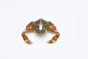 コブシガニ科 Corvet Photo Agency